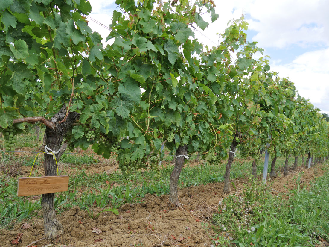 Виноградник на урожай